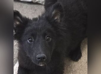 KATE ist ein zuckersüßes Plüschnäschen