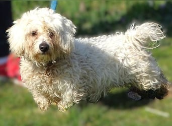 MIKE , wer hilft uns den kleinen zu retten?