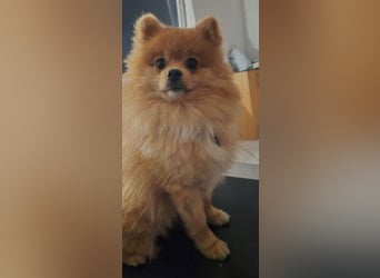 WINNIE Pooh - kleines Flauschbällchen