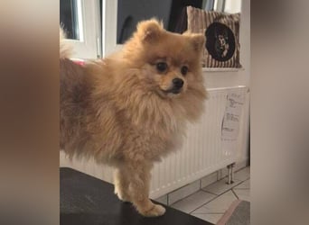 WINNIE Pooh - kleines Flauschbällchen