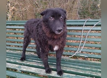 BLACKY 3 ist ein Goldschatz