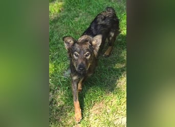 MIMI ist ein niedliches kleines Hundeherzchen