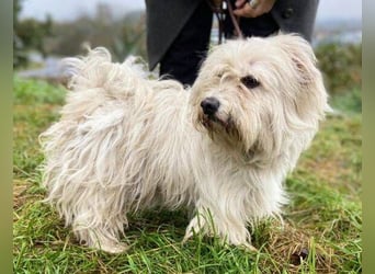 JOEY ist ein süßes Wuschelchen JOEY ist ein süßes Wuschelchen