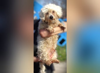 MIKE , wer hilft uns den kleinen zu retten?