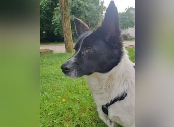 HOSHI hofft auf ein liebevolles Zuhause