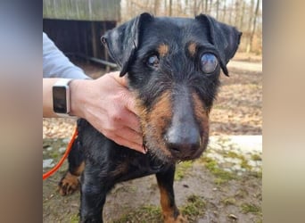 TARA ist eine ganz liebe Hündin