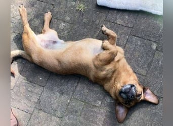 PASHA ist ein kleiner Schatz