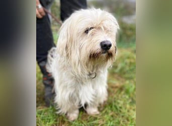 JOEY ist ein süßes Wuschelchen JOEY ist ein süßes Wuschelchen