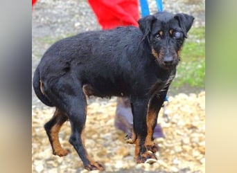 TARA ist eine ganz liebe Hündin