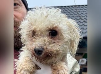 SNOW wurde herzlos entsorgt