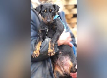 TARA ist in großer Not