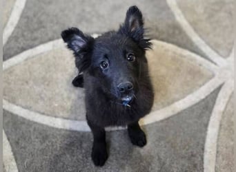 KATE ist ein zuckersüßes Plüschnäschen