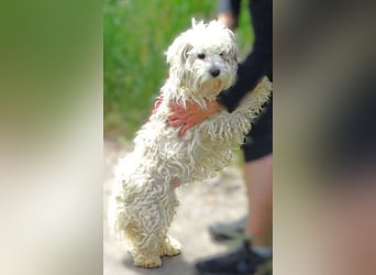 Theo, kleiner Kerl in großer Gefahr