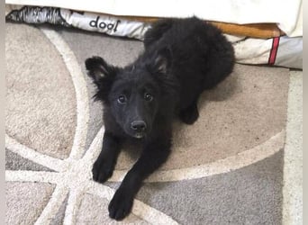 KATE ist ein zuckersüßes Plüschnäschen