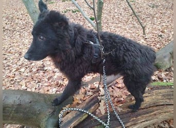 BLACKY 3 ist ein Goldschatz