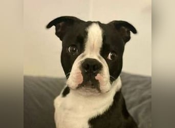 BINGO irrte einsam und verlassen umher