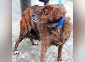 HOLLY - wer ist ihr Retter aus großer Gefahr?