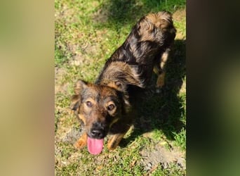 MIMI ist ein niedliches kleines Hundeherzchen