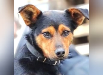 FLOCKY ist der Liebling aller