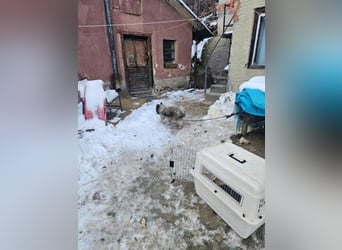 BANDY musste an der Kette leiden