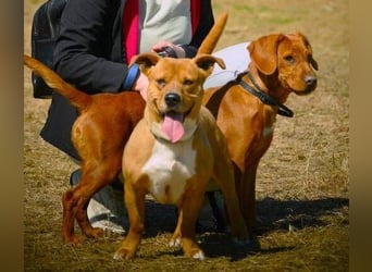 WINSTON ist ein herziger Kerl