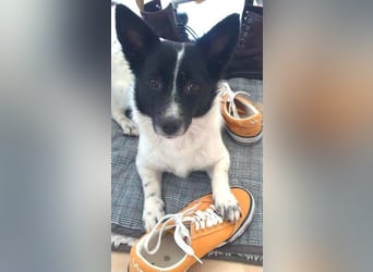 HOSHI hofft auf ein liebevolles Zuhause