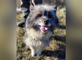 BANDY musste an der Kette leiden