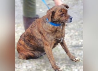 HOLLY - wer ist ihr Retter aus großer Gefahr?