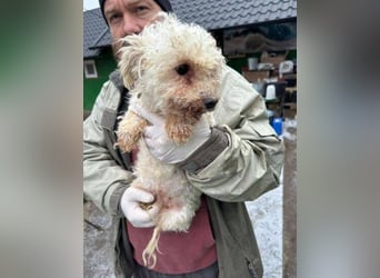 SNOW wurde herzlos entsorgt