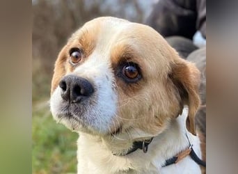 BODRI ist eine ganz sanfte Seele