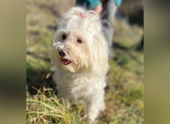 PEGGY 2 kleines Wuschelchen