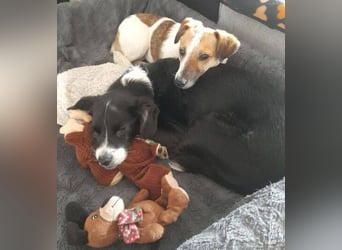 MIRKA liebt streicheln