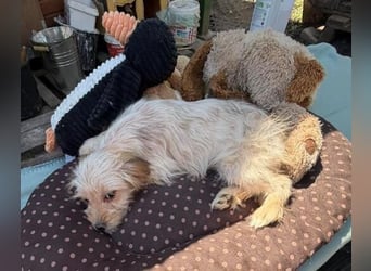 CARLOTTA , kleines Hundemädchen sucht das Glück