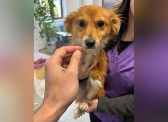 TESSY schwebt in Lebensgefahr TESSY schwebt in Lebensgefahr