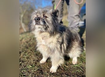 BANDY musste an der Kette leiden