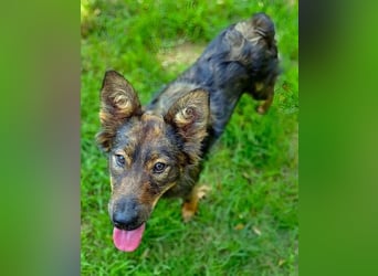 MIMI ist ein niedliches kleines Hundeherzchen