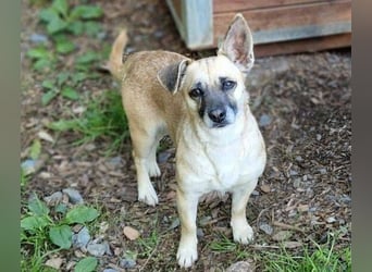 REXINA Mini-Mäuschen REXINA Mini-Mäuschen