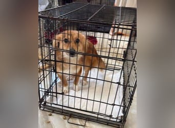 TESSY schwebt in Lebensgefahr TESSY schwebt in Lebensgefahr