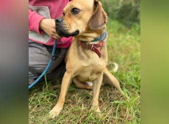 ROCCO irrte hungrig umher ROCCO irrte hungrig umher