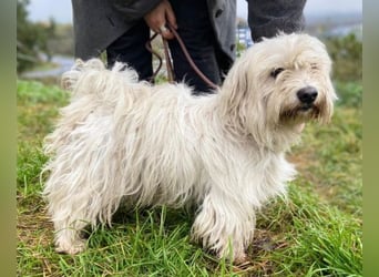 JOEY ist ein süßes Wuschelchen JOEY ist ein süßes Wuschelchen