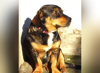 BOOGIE braucht Lebensretter