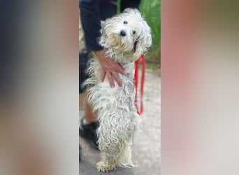 Theo, kleiner Kerl in großer Gefahr