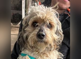 PAULCHEN braucht unsere Hilfe