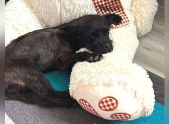 LILI - kleines Hundekind auf der Suche nach dem großen Glück