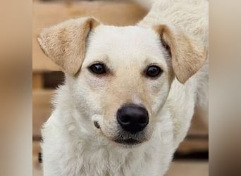 BELLA kleines Herzchen sucht Liebe