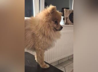 WINNIE Pooh - kleines Flauschbällchen