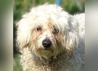 MIKE , wer hilft uns den kleinen zu retten?