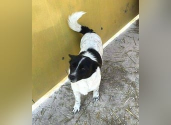 HOSHI hofft auf ein liebevolles Zuhause