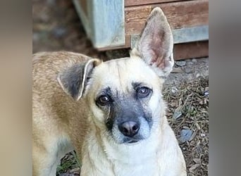 REXINA Mini-Mäuschen REXINA Mini-Mäuschen