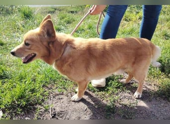 PERCY sucht seine Familie